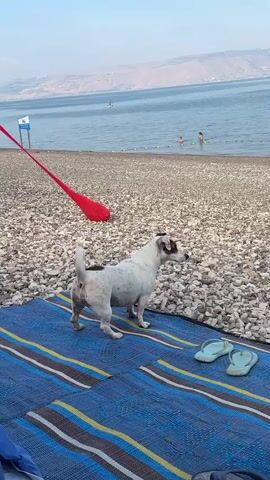 A dog is on a beach next to a body of water. The dog is white with black markings and is on a blue and striped mat. A red object, possibly a toy, is attached to the dog by a leash and is being pulled away from it. The dog rolls onto its back. In the background, there are people in the water and hills in the distance.