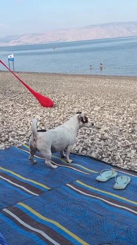 Morning scene on the Sea of Galilee: beach dog, paddleboard, swimmers