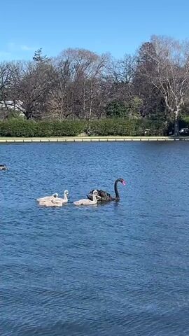 A black swan swims with three cygnets in a lake. In the background, there are trees and a blue sky. There are also some ducks in the water. The black swan is in the center of the frame, and the cygnets are to its left. The cygnets are all the same size and are light colored. The black swan is larger and is darker colored. The ducks are to the left of the black swan and are smaller and are brown and white. The trees are bare and appear to be in winter. The sky is clear and blue. The water is blue and appears to be calm.