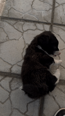Puppy performs tricks on tiled floor in Sloboda, Russia
