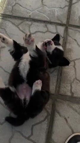 A puppy rolls over and then sits up on the floor. It is mostly black with a white chest, white feet, and white markings on its head. The floor is paved with large square tiles that are light gray with a mottled pattern. There is the edge of a person's shoe in the bottom of the frame. There are also sounds of children talking.