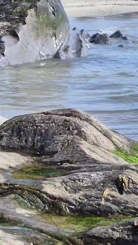 The video shows a rocky beach with the ocean. Waves are gently lapping at the shore, and the water is clear and blue. There are several large rocks in the foreground and background, some of which are covered in green algae. The sky is clear and blue, with some clouds in the distance. The sun is shining, and the scene appears to be peaceful and serene.