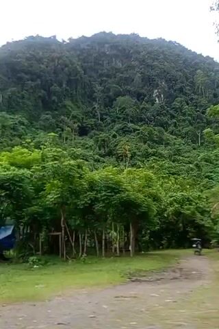 The video shows a landscape with a large, densely forested hill in the background. In the foreground, there is a dirt road leading towards the hill. A motorcycle is seen driving on the road. As the camera pans to the right, a large tree comes into view, along with a rocky area and a simple shelter or structure with blue tarps. The scene is predominantly green, with the lush vegetation and the rocky terrain adding texture to the view. The overall impression is that of a rural, possibly mountainous, environment.