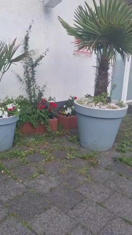 The video shows an exterior scene with a white building wall as the background. In the foreground, there is a paved area with interlocking bricks, and some weeds are growing between the cracks. To the left and right of the frame are large gray planters. In the left planter, there are white and red flowers and a palm-like plant. In the right planter, there is a palm tree with dry fronds and some white flowers, topped with pebbles. Between the planters, there is a raised flower bed bordered by reddish-brown bricks. This bed contains red and yellow flowers, along with green foliage and some climbing vines that extend up the wall. A window with blinds is visible on the upper left side of the building. The lighting suggests it is daytime, possibly overcast.