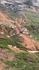 Cattle herd grazes on Abuja hillside near residential area