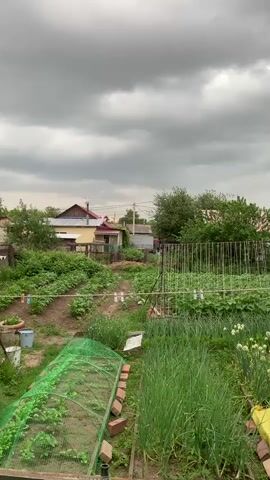 The video shows a rural garden under a cloudy sky. In the foreground, there is a greenhouse covered with green netting, containing rows of plants. To the right of the greenhouse are tall green plants, possibly onions, and a yellow object. Further into the garden, there are raised beds with rows of plants, and some clotheslines with items hanging on them. In the background, there are several houses with red roofs, trees, and a fence. The overall impression is that of a well-maintained garden, possibly in a village or suburban area.