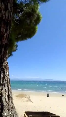 The video shows a view of a beach from behind a tree. The sea is visible in the background with waves and a clear blue sky. There is a sandy beach with some dry grass and dunes. In the foreground, a portion of a tree trunk is on the left side of the frame. A wooden bin or planter is in the bottom center of the frame. Further back on the beach, there is a dark-colored trash can. There are no people clearly visible. The video is static with no movement.