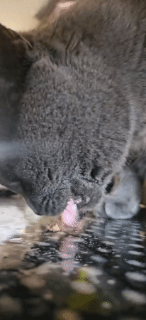 Gray cat in Krasnodar drinks, plays, and waits for food