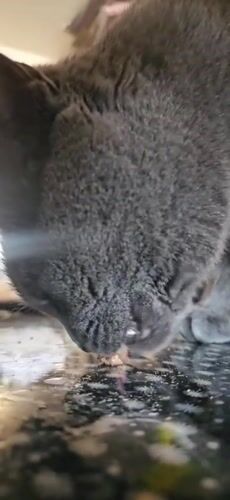 Gray cat in Krasnodar drinks, plays, and waits for food