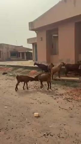The video shows a group of goats in a yard. Two young brown goats are headbutting each other near the center of the frame. Behind them are four other goats, mostly brown, standing near a light pink one-story building with some open window frames. The ground is dirt with patches of sparse green vegetation. In the background, another building is visible, partially obscured by a light haze.