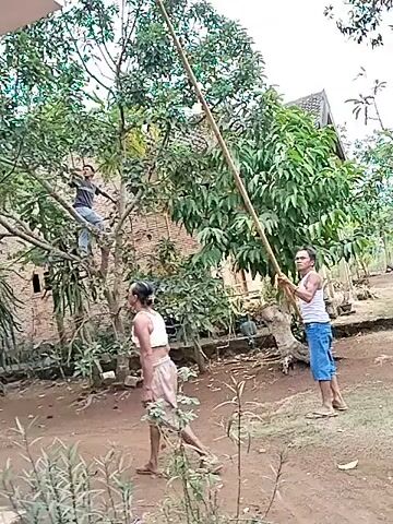 The video shows a group of people harvesting fruit from a tree. One person is climbing the tree while another person uses a long pole to knock fruit down. A third person is standing on the ground watching. The environment appears to be a rural area with trees and a house in the background. The people are dressed in casual clothing. The actions suggest a cooperative effort to gather fruit.