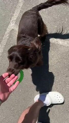 A person's hand, wearing a watch, holds a green circular dog toy. A brown dog with floppy ears and a wagging tail is interacting with the toy, taking it from the person's hand. The dog then runs away from the person into an open outdoor area. The ground is paved with asphalt, marked with white lines. In the background, there are trees, buildings, and a playground with colorful structures. The sky is clear and blue.