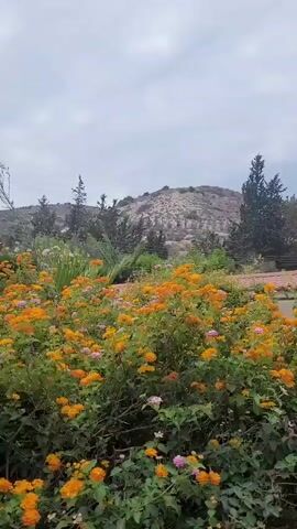 The video begins with a wide shot of a landscape featuring a hill in the background with scattered trees. In the foreground, there is a lush bush with vibrant orange and pink flowers. As the video progresses, the camera pans to the right, revealing a stone building with a red-tiled roof and a dome. The building appears to be a church or monastery. There are palm trees and other greenery surrounding the structure, and a pathway leads towards an arched entrance where a red table can be seen. The sky is overcast.