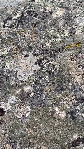 The video displays a close-up, slightly shaky shot of a textured rock surface covered in various types of lichen. The lichen appears in shades of gray, white, green, and yellow. The rock itself is rough and irregular, with visible cracks and variations in color. In the lower half of the frame, a small black ant is visible crawling across the lichen-covered surface. The lighting suggests an outdoor environment with natural light. The video is a static shot, with no discernible movement of the camera or significant changes in the scene other than the ant's movement.