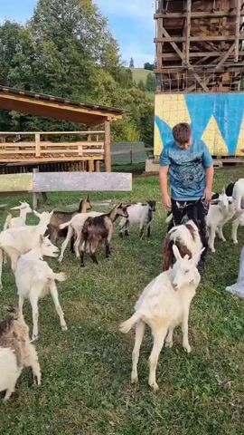 A boy in a blue t-shirt and dark pants is interacting with goats in a grassy outdoor area. He is bending down and petting a goat with brown and white fur. Several other goats, mostly white and brown, are gathered around him. To the right, a girl in a light purple shirt and grey pants is also observing the goats. In the background, there is a wooden structure that appears to be part of a playground or attraction, with yellow and blue painted panels at its base. A wooden shelter with a railing is visible on the left. The ground is covered in green grass with some fallen leaves. The overall setting suggests a farm or an amusement park with animals.