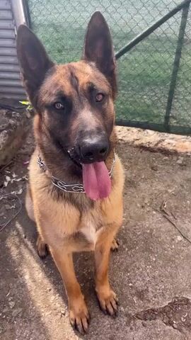 The video shows a Belgian Malinois dog sitting on a concrete surface. It is wearing a silver choke chain. The dog has a light brown and black coat, erect ears, and its tongue is hanging out. In the background, there is a green fence and some foliage. The video is shot in natural light.