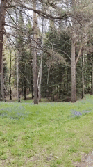 Morning nature walk captures spring blooms and forest scenes