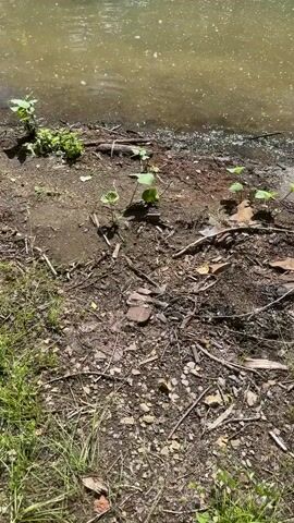 The video shows a body of murky water with a muddy, debris-strewn shoreline. Small green plants are growing in patches along the edge of the water and on the shore. There are also twigs, leaves, and some small rocks on the ground. The camera pans slowly across the scene, focusing on the shoreline. There are no people or animals visible in the video.