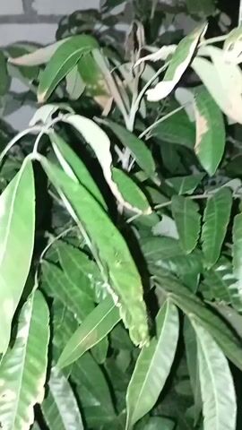 A close-up, vertical video shows a plant with long, green leaves. The leaves are glossy and appear to be healthy, though some have brown tips. The plant's branches are visible, with smaller leaves and stems growing from them. The background is out of focus and appears to be a brick wall and possibly a window or door frame. The lighting is dim, suggesting it may be nighttime or an indoor setting.