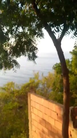 A still shot shows a distant view of the ocean from a slightly elevated position. In the foreground, there is a low brick wall with some rebar sticking out of it. Lush green foliage is visible on either side of the scene, with a large tree branch partially obscuring the top left corner. The ocean water appears calm with gentle ripples, and the sky above is a pale, hazy color, suggesting either dawn or dusk. A small bird is perched on a thin twig extending from a bush in the mid-ground, silhouetted against the ocean. The overall lighting is soft and diffused.