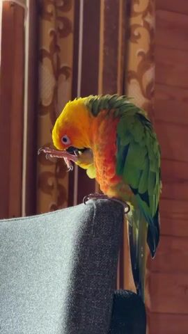 A colorful sun conure parrot is perched on the armrest of a dark gray chair. The parrot is grooming itself, using its beak to preen its feathers and its foot to scratch its head. The parrot has bright yellow and orange feathers on its head and chest, and green feathers on its back and wings. The background of the video shows a window with brown and gold patterned curtains and a wooden wall. The lighting suggests it is daytime, with sunlight streaming in from the window. The video appears to be a close-up shot of the parrot.