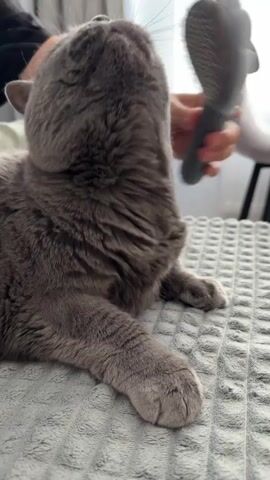 A grey cat is being brushed on its face and neck with a grooming tool. The cat is lying on a textured grey blanket. In the background, a white chair and a window with vertical blinds are visible.