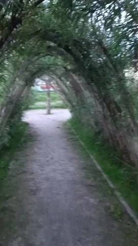 A dirt path curves through a tunnel formed by arched, green bamboo branches. The tunnel is narrow, with the bamboo arching overhead and down the sides. Sunlight filters through the leaves, creating a dappled effect on the path. In the distance, beyond the bamboo tunnel, a lone tree stands in an open area. The ground is covered in dirt and some scattered leaves. The overall impression is one of natural beauty and tranquility.