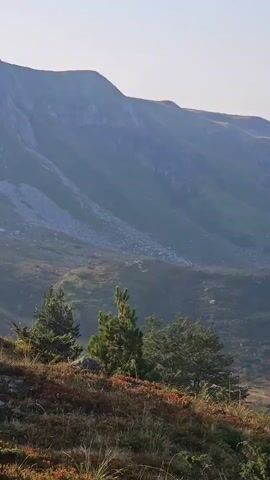 A flock of sheep is visible in the middle distance, grazing on a grassy slope. The sheep are small white specks against the green and brown vegetation. In the foreground, there are several trees, including a pine tree with green needles. In the background, there is a large, misty mountain. The sun is low in the sky, casting a warm light on the landscape.