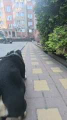 Morning dog walk through Nizhny Novgorod's graffiti-marked streets