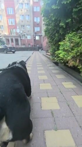 Morning dog walk through Nizhny Novgorod's graffiti-marked streets