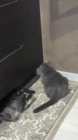 A grey cat sits on a patterned rug next to a dark brown cabinet. A cordless vacuum cleaner is on the floor to the left of the cat. The cat is looking intently at the corner where the cabinet meets the wall.