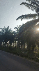 Dawn breaks over empty palm plantation road in Indonesia