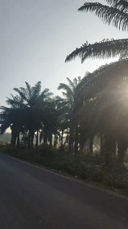 Dawn breaks over empty palm plantation road in Indonesia