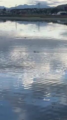 The video shows a body of water, likely a lake or a pond, with ripples spreading across its surface. In the background, there is a cityscape with buildings, poles with lights, and a mountain range visible in the distance. The sky is overcast with clouds. The water's surface reflects the sky and some of the surrounding landscape, giving it a somewhat blurred and distorted appearance. There is no apparent human activity in the video.