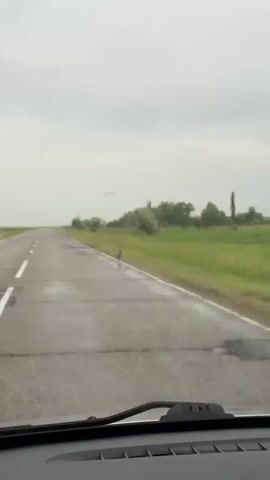 The video shows a car driving on a road next to a field. A bird, likely a pheasant, is seen walking along the edge of the road and then into the field. The weather appears to be overcast and possibly raining. The road is wet.