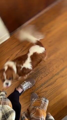 A first-person perspective video shows a small, brown and white dog with long fur running and playing on a hardwood floor. The dog's ears are floppy and it shakes its head vigorously. In the foreground, a person's feet wearing brown Adidas sneakers are visible, along with a plaid scarf or blanket draped over their lap. The dog rolls onto its back, then gets up and runs towards the left side of the frame, disappearing out of view. The environment appears to be indoors, possibly a home, with furniture and a doorway visible in the background. The video has a casual, home-video feel with some motion blur due to the dog's movement.