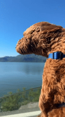 Woman and dog enjoy lakeside car trip in Montenegro