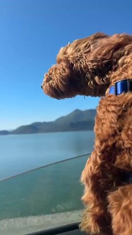 The video shows a brown, medium-sized dog with curly hair sitting in a car, looking out the window at a lake. The dog is wearing a blue harness. The lake is in the background, with mountains visible beyond it. The sky is clear and blue. The dog's fur is blowing in the wind. The focus shifts from the dog's face to its back. A dog tag or logo is visible on the harness.