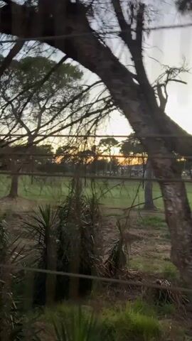This media file captures a serene natural scene, likely during either dawn or dusk given the warm, soft lighting. The foreground is dominated by the shadowy silhouettes of tree branches and some spiky, drought-resistant plants, suggesting a warm climate. A green metal fence runs diagonally across the frame, obscuring parts of the view and adding a sense of looking through a barrier.

Beyond the fence, a wide expanse of green grass, possibly a golf course or park, stretches out. In the distance, more trees create a layered effect, and hints of buildings can be seen peeking through the foliage. The sky is a soft gradient of blues and oranges, further reinforcing the impression of either sunrise or sunset.

The overall mood is tranquil and peaceful, with the natural elements taking center stage. There are no people or animals visible, emphasizing the quietude of the setting. The rough texture of the ground in the foreground, with its dry leaves and patches of grass, contrasts with the smooth, manicured appearance of the distant green. The specific location in Grao, Spain, is mentioned, which, combined with the vegetation and light, points to a Mediterranean coastal environment. There is no visible text in the media file.