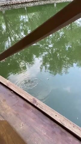 The video shows a body of green water, possibly a pond or lake, reflecting trees and the sky. The water is disturbed by ripples in the center, indicating activity below the surface. In the foreground, there is a wooden structure, possibly a dock or deck, with brown wooden planks. The camera appears to be positioned on this structure, looking out over the water. There are no people visible in the frame. The overall impression is a serene natural setting with a hint of hidden life in the water.