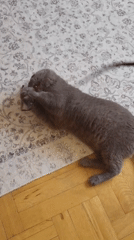 Grey Scottish Fold cat plays indoors with owner