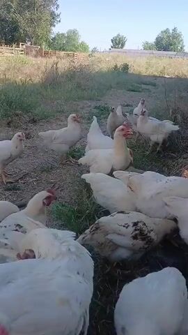 The media file shows a flock of white chickens gathered together on dry grass and dirt. They are mostly in a relaxed pose, with some lying down and others standing or pecking at the ground. The chickens appear to be young, likely broiler chickens, judging by their size and white plumage. Some of them have reddish-brown speckles on their feathers, particularly on their backs. Their combs and wattles are a bright red, indicating they are healthy.

The scene is outdoors, with a natural, rural setting. In the background, there is a wooden fence, some dry vegetation, and trees. The ground is uneven and appears to be a farmyard or an open pasture. The sky is clear and blue, suggesting a sunny day. The lighting indicates it is likely daytime, possibly late morning or afternoon, as the sun casts soft shadows.

There is no text visible in the media file. The overall mood is calm and peaceful, with the chickens seeming comfortable in their environment. The focus is entirely on the chickens and their immediate surroundings. The presence of a rural fence and trees suggests a location in a country or semi-rural area. Given the context of Alitub, Russia, this would be a typical scene on a farm in that region.