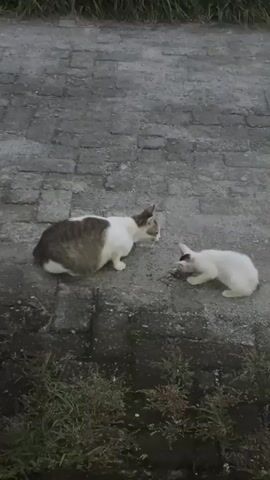Two cats are on a paved surface. The cat on the left is larger and predominantly white with brown and gray markings on its back and tail. It is in a crouched position, facing right. The cat on the right is smaller and mostly white with dark markings around its ears and tail. It is also in a crouched position, facing left, appearing to be interacting with something on the ground. The ground is made of gray rectangular pavers. There is some green grass visible in the lower portion of the frame. The lighting suggests it may be dusk or an overcast day.