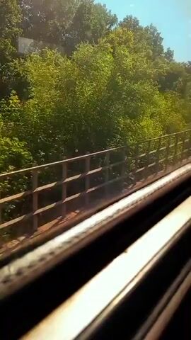 The video appears to be filmed from inside a moving vehicle, possibly a train, looking out a window. The viewpoint is low and angled, capturing the window frame in the foreground. Beyond the window, a metal guardrail runs parallel to the vehicle's path. Behind the guardrail, lush green trees and foliage form a dense backdrop. The sky is visible at the top, appearing clear and bright blue. The lighting suggests it is daytime, with sunlight filtering through the trees. The overall scene conveys a sense of travel through a natural, wooded environment.