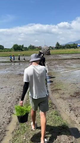A person is walking away from the camera in a rice paddy. They are wearing a white t-shirt, grey shorts, a grey hat, and white sandals. They are carrying a black pot filled with green seedlings in their left hand. Another person is visible in the distance walking behind them. A group of people are visible in the far distance walking in the rice paddy. The sky is blue with scattered white clouds. The rice paddy is muddy and partially flooded. There are some trees and hills in the background. The person is walking on a narrow path between two sections of the rice paddy.