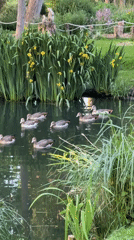 Seven Egyptian geese spotted swimming in London pond