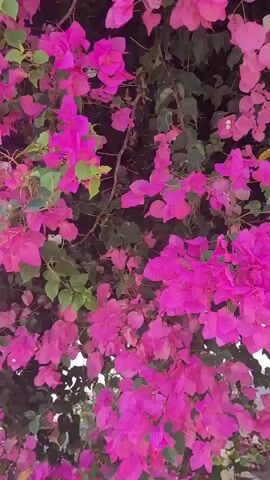 A close-up shot focuses on bougainvillea flowers in full bloom, showcasing a vibrant mix of bright pink and white bracts. The leaves are a deep green, creating a lush backdrop. The camera is stationary, providing a static view of the flowering branches against a dark background that suggests shade or dense foliage.