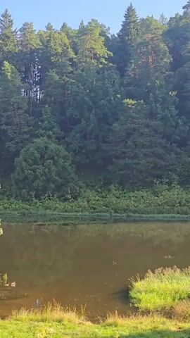 The video shows a serene natural landscape. A calm body of water occupies the lower half of the frame, reflecting the sky and the dense forest that rises steeply behind it. The forest is a mix of deciduous and coniferous trees, lush and green, with sunlight filtering through the canopy, creating dappled patterns on the foliage. In the foreground, the bank of the water is covered in vibrant green grass and some wildflowers. Several small ducks can be seen swimming in the water, adding a touch of life to the tranquil scene. The sky above is clear and a pale blue, indicating a pleasant day. The overall impression is one of peaceful, undisturbed nature.