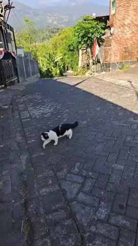 A black and white cat walks on a cobblestone street. To the left of the street, there is a house with a fence and Indonesian flags. To the right of the street, there is a brick archway, a building with a sign, and trees. In the background, there are mountains and a clear blue sky.