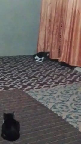 The video shows a room with two black and white cats. One cat is sitting on a brown carpet in the foreground, facing away from the camera. The other cat is standing near a peach-colored curtain in the background. The floor has a patterned rug with brown, white, and blue designs. The wall behind the cats is light gray. The video is somewhat dark and slightly out of focus. The cat near the curtain briefly moves slightly before disappearing from view.